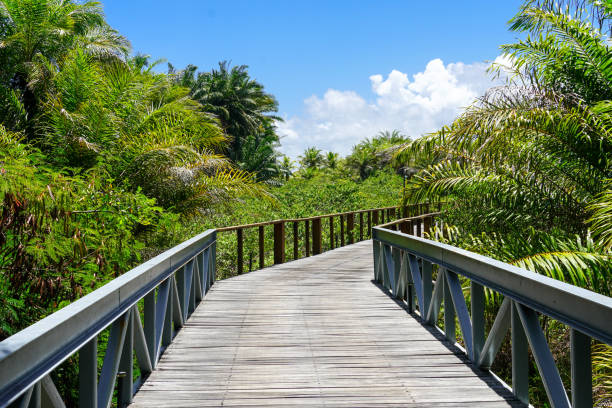 istock Perspective of wood bridge in tropical forest. 1131706962