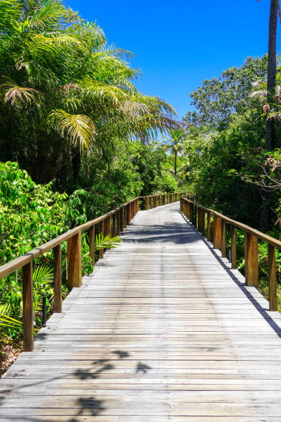 istock Perspective of wood bridge in tropical forest. 1131707884