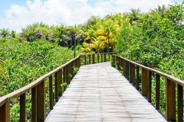 istock Perspective of wood bridge in tropical forest. 1131708165