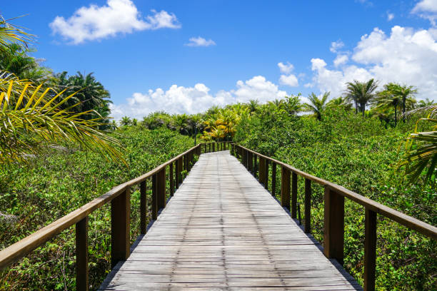 istock Perspective of wood bridge in tropical forest. 1131708218