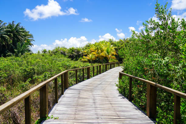 istock Perspective of wood bridge in tropical forest. 1131708257