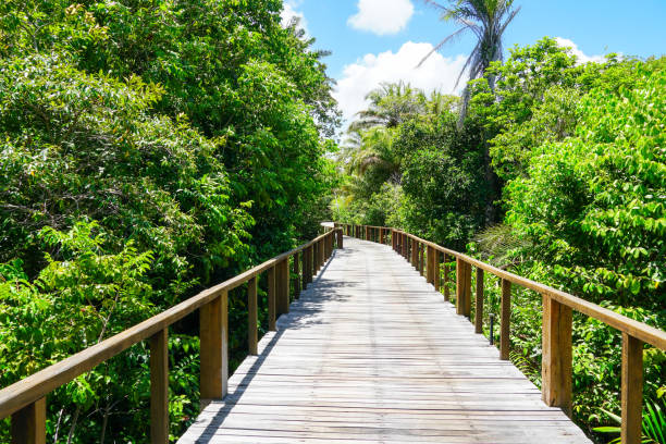 istock Perspective of wood bridge in tropical forest. 1131708284
