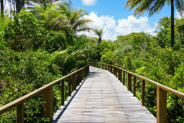 istock Perspective of wood bridge in tropical forest. 1131708358