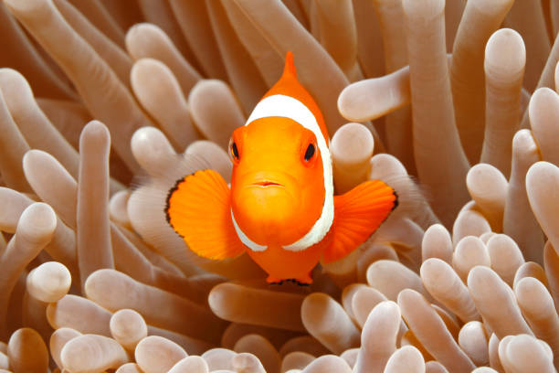 anemonefish clown, percula amphiprion - tentacled sea anemone photos et images de collection