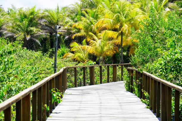 istock Perspective of wood bridge in tropical forest. 1131708463