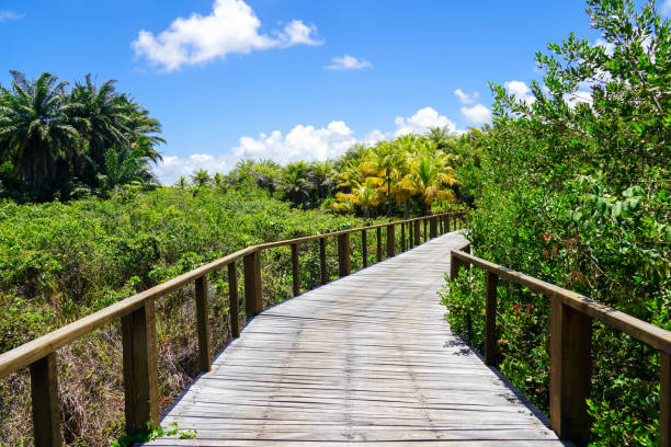 istock Perspective of wood bridge in tropical forest. 1131708521