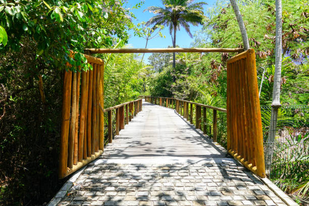 istock Perspective of wood bridge in tropical forest. 1131708569