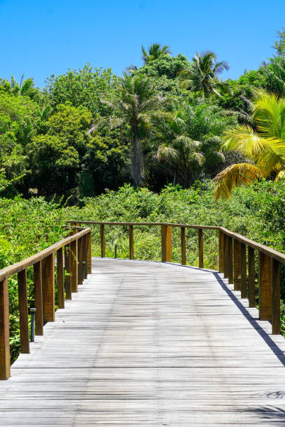 istock Perspective of wood bridge in tropical forest. 1131709122
