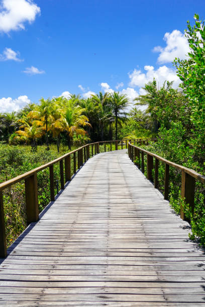 istock Perspective of wood bridge in tropical forest. 1131709266