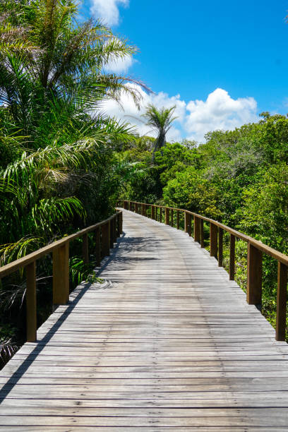 istock Perspective of wood bridge in tropical forest. 1131709313