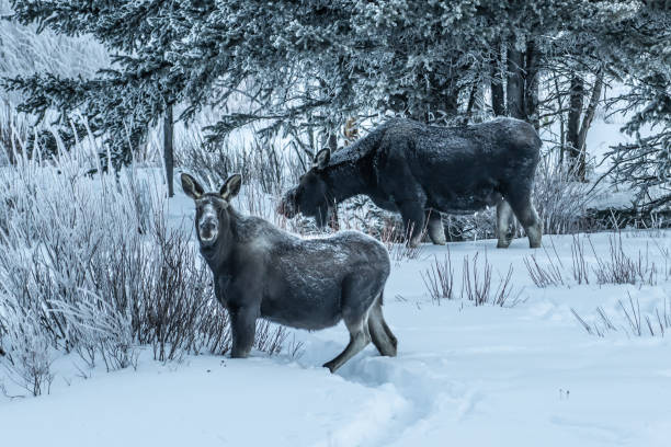 istock Moose bull calf and cow eating in winter 1131709404