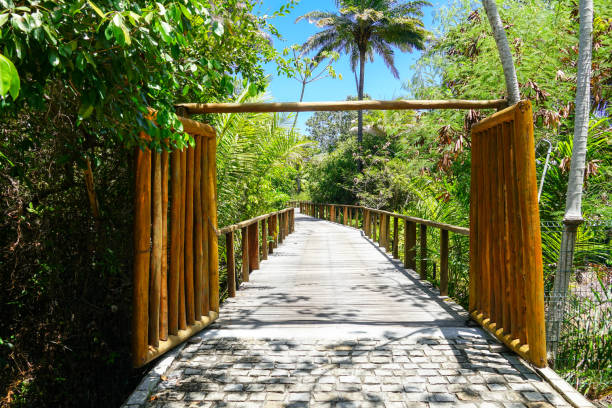istock Perspective of wood bridge in tropical forest. 1131709408