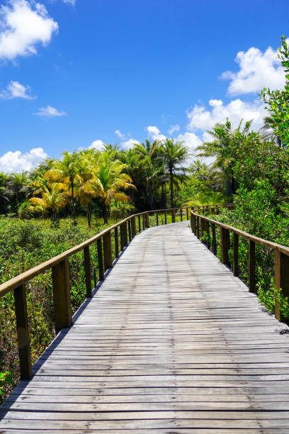 istock Perspective of wood bridge in tropical forest. 1131709431
