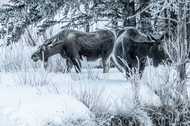istock Moose bull calf and cow eating in winter 1131710150