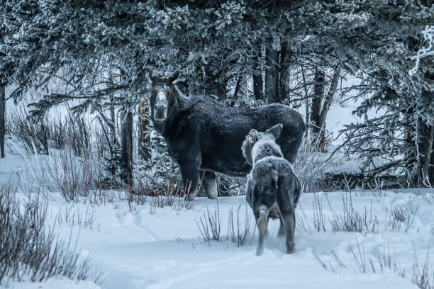 istock Moose bull calf and cow eating in winter 1131710198