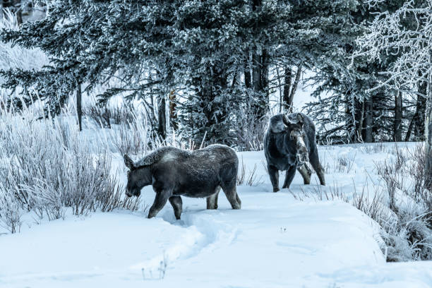 istock Moose bull calf and cow eating in winter 1131710870