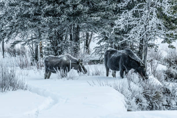 istock Moose bull calf and cow eating in winter 1131711546