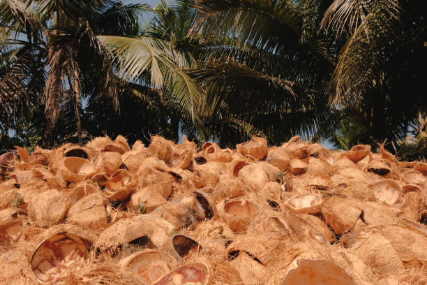 istock Pile of coconut shells 1131711600
