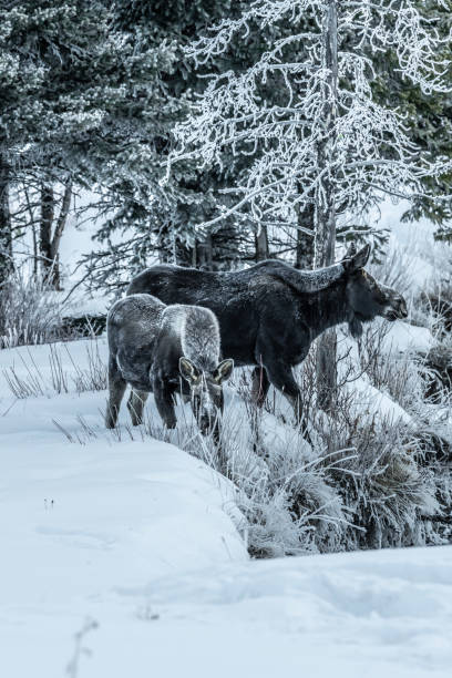 istock Moose bull calf and cow eating in winter 1131711650