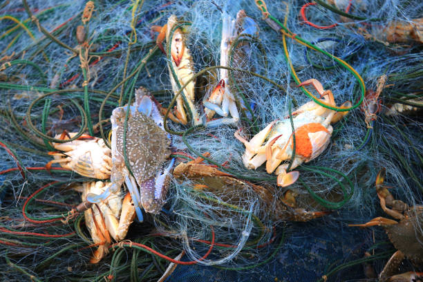 Fishermen catch blue crabs with fishing net Fishermen catch blue crabs with fishing net crabbing stock pictures, royalty-free photos & images