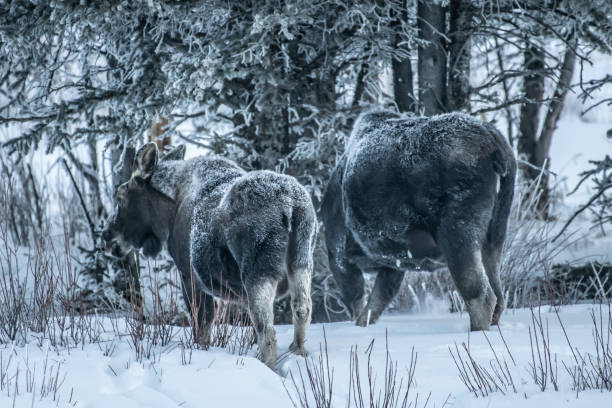 istock Moose bull calf and cow eating in winter 1131713179