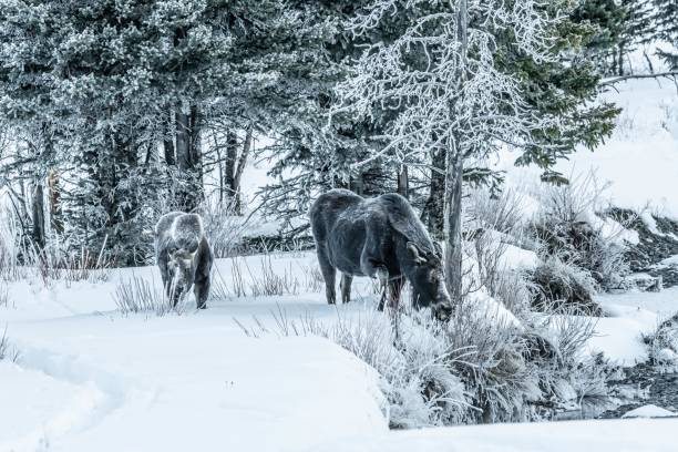 istock Moose bull calf and cow eating in winter 1131714259