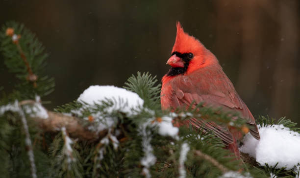 istock Northern Cardinal in Snow 1131714344