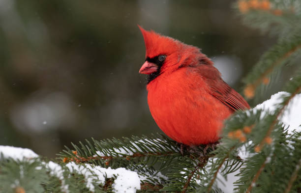 istock Northern Cardinal in Snow 1131714347