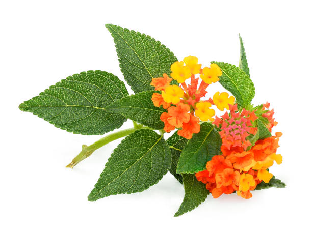 istock lantana camara flower with leaf isolated on white background 1131715235