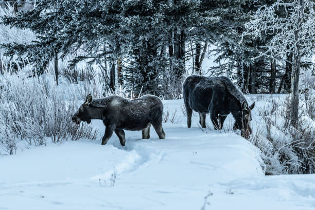 istock Moose bull calf and cow eating in winter 1131715257