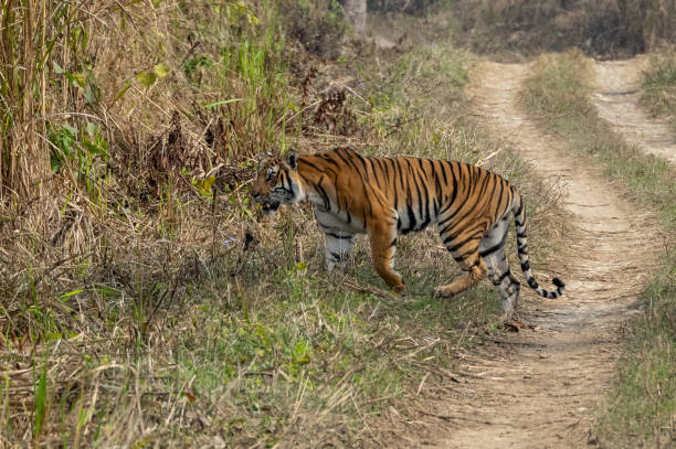 Bengal Tiger entering the Grass A graceful Bengal tiger in the Chitwan National Park in Nepal. chitwan national park photos stock pictures, royalty-free photos & images