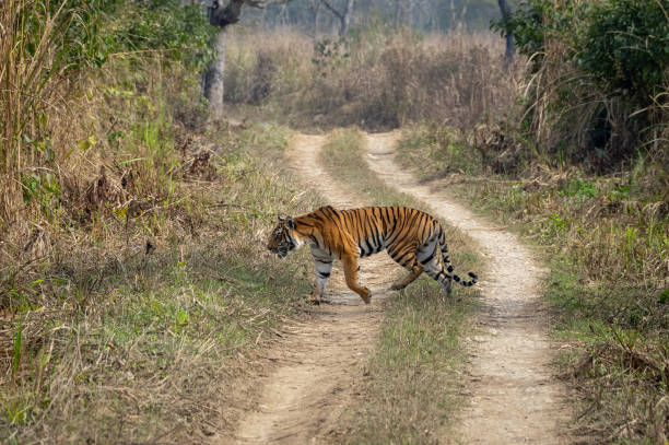 istock Bengal Tiger in Grasslands 1131715809