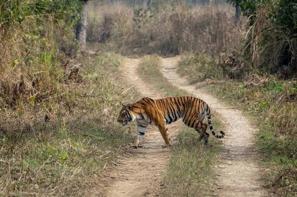 Bengal Tiger on the Road A graceful Bengal tiger in the Chitwan National Park in Nepal. chitwan national park photos stock pictures, royalty-free photos & images