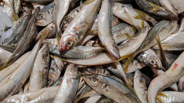 istock anchovy, hamsi, fish market 1131715944