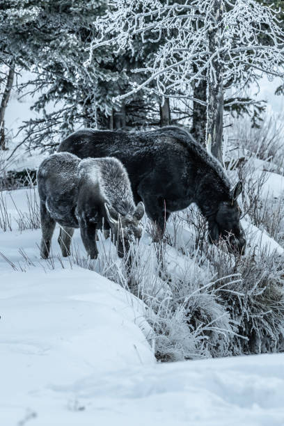 istock Moose bull calf and cow eating in winter 1131716035