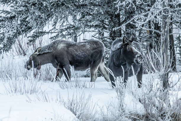 istock Moose bull calf and cow eating in winter 1131716088