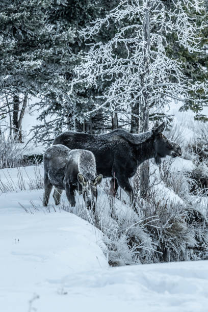 istock Moose bull calf and cow eating in winter 1131717844
