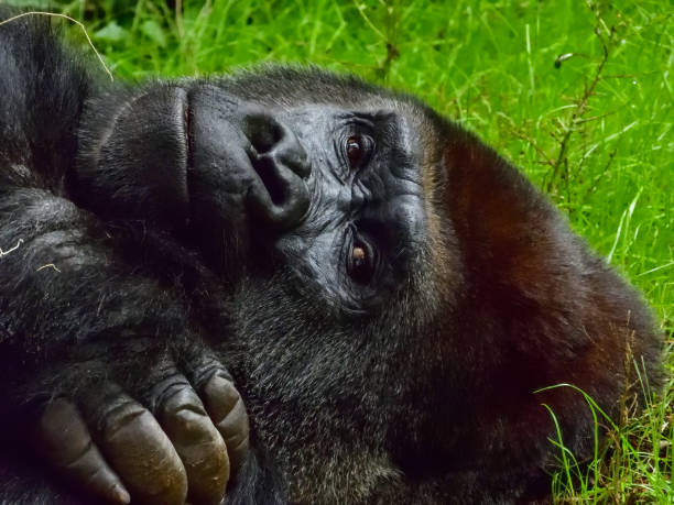 head shot portrait of gorilla - gorilla zoo animal silverback gorilla imagens e fotografias de stock