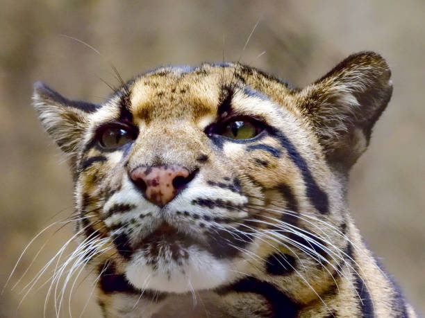 istock Head Shot Portrait of Clouded Leopard 1131717987
