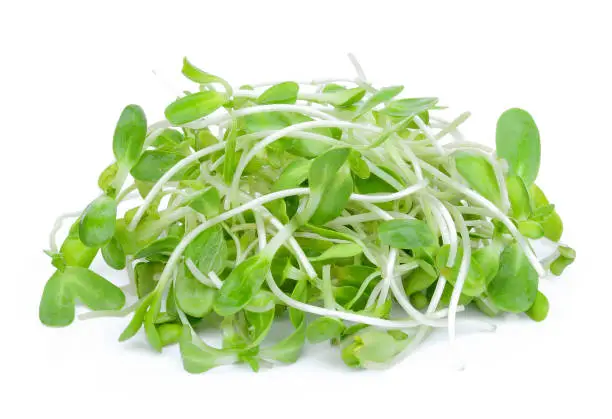 Photo of fresh green young sunflower sprouts isolated on white background