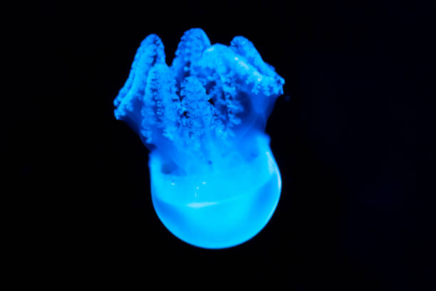 istock Jellyfish in the aquarium 1131720902