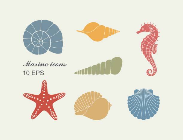 illustrazioni stock, clip art, cartoni animati e icone di tendenza di sagome di conchiglie, cavallucci marini e stelle marine - stella di mare