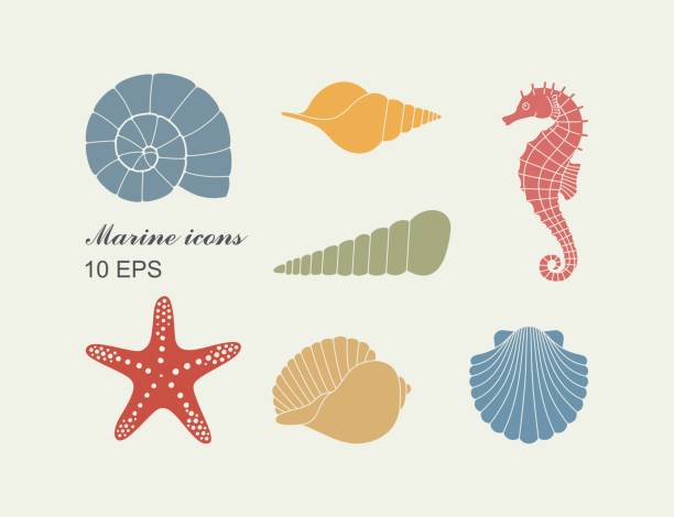 ilustrações de stock, clip art, desenhos animados e ícones de silhouettes of sea shells, seahorse and starfish - concha