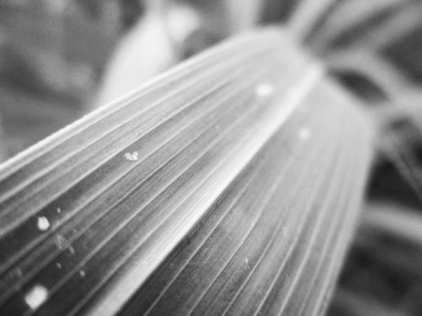 istock Black and white nature,Flowers leaves and plants 1131721771