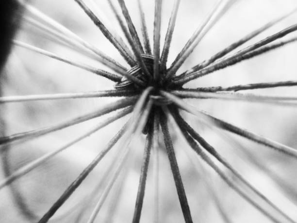 istock Black and white nature,Flowers leaves and plants 1131721819