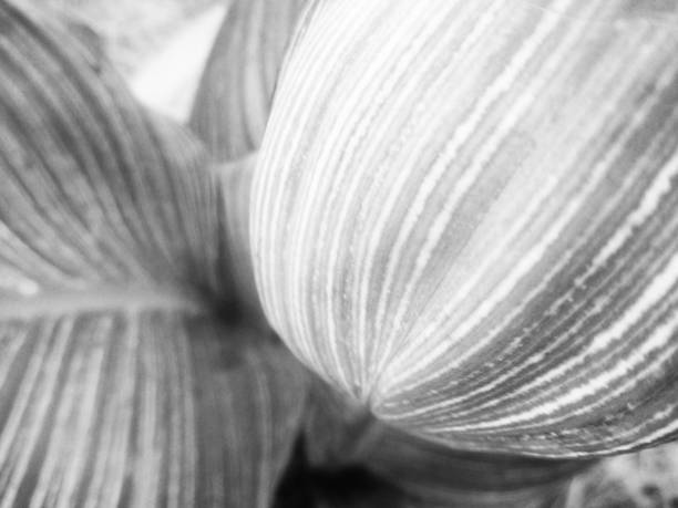 istock Black and white nature,Flowers leaves and plants 1131721828