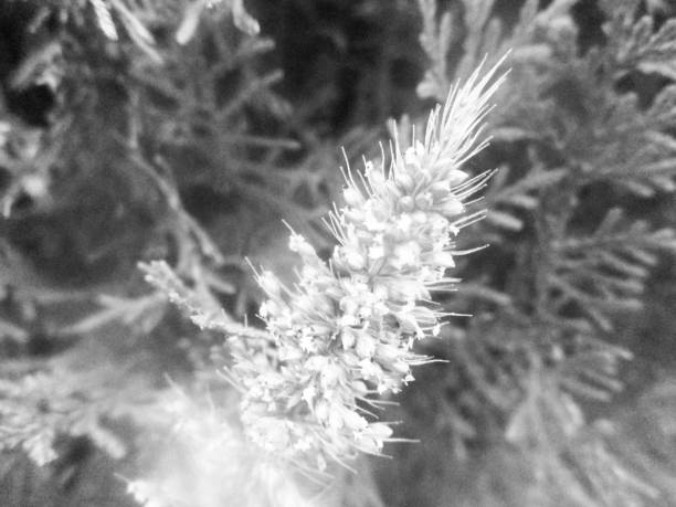 istock Black and white nature,Flowers leaves and plants 1131721972
