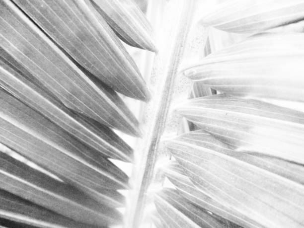 istock Black and white nature,Flowers leaves and plants 1131721991