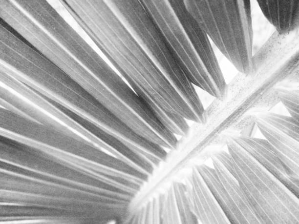 istock Black and white nature,Flowers leaves and plants 1131721994