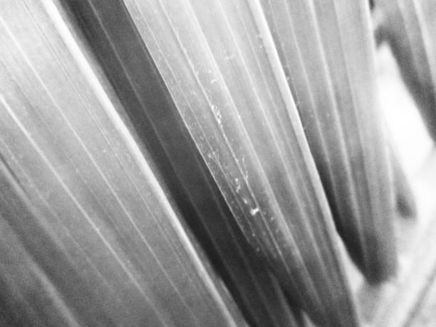 istock Black and white nature,Flowers leaves and plants 1131721996